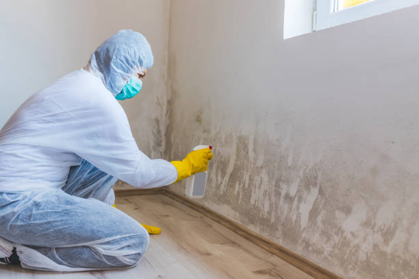 Licensed Black Mold Removal service in Port Jefferson Station, NY - WQB Mold Removal