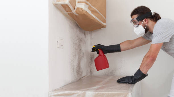 Professional Black Mold Removal technician working in Port Jefferson Station, NY