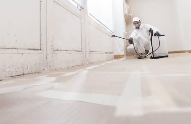 Trusted Black Mold Removal service in Port Jefferson Station, NY - WQB Mold Removal
