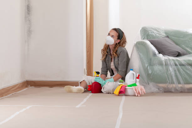 Reliable Black Mold Removal contractor in Port Jefferson Station, NY by WQB Mold Removal