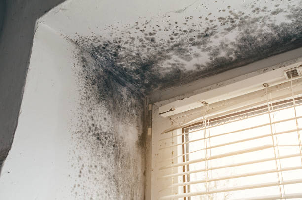 Affordable Black Mold Removal solutions in Port Jefferson Station, NY